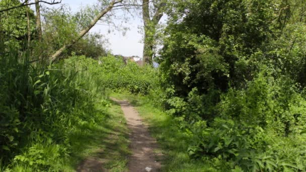 Path End Forest British Suburbs Visible Distance — Stock Video