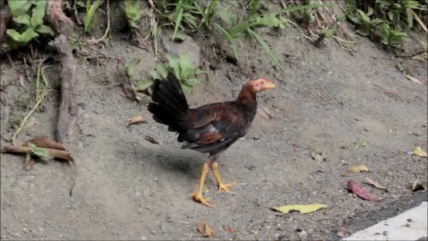 Eine Henne Ein Huhn Auf Einem Berg — Stockvideo