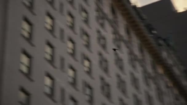 Голуби Пролетают Мимо Высоких Зданий Центре Города — стоковое видео