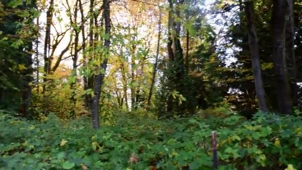 Panning Shot Lussureggiante Pavimento Forestale Una Giornata Estiva Soleggiata — Video Stock