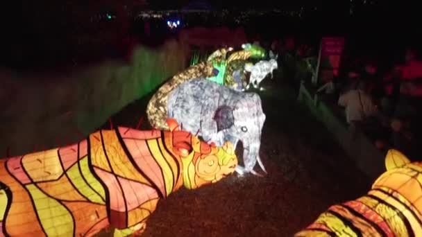 Tiger Light Kurulumu Taronga Hayvanat Bahçesi Canlı Işık Festivali Sydney — Stok video