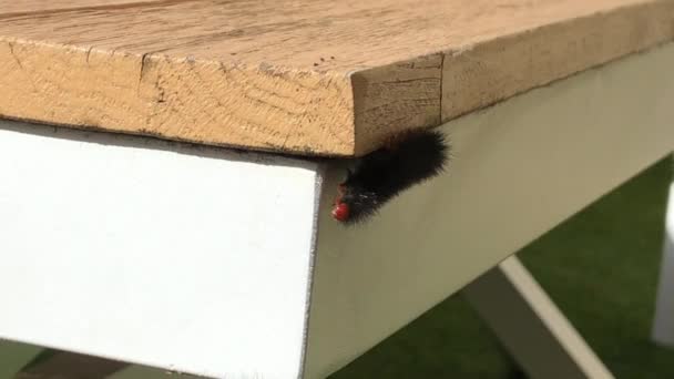 Beautiful Black Hairy Caterpillar Walking Outdoors Sun Free Wild Urban — Stock Video
