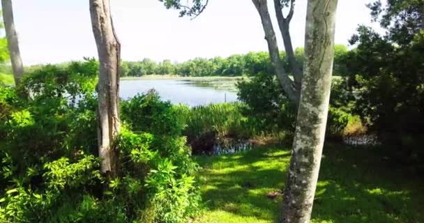 在佛罗里达的一个池塘上空低空飞行 百合花盛开 — 图库视频影像