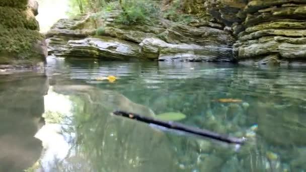 Bellissimi Dettagli Naturali Vista Diurna — Video Stock