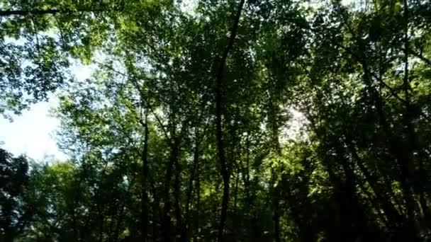 Raios Luz Uma Floresta — Vídeo de Stock