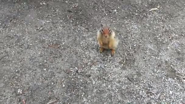 在班夫国家公园的一个营地里 胖胖的松鼠站在它的腿上 奔跑着 — 图库视频影像