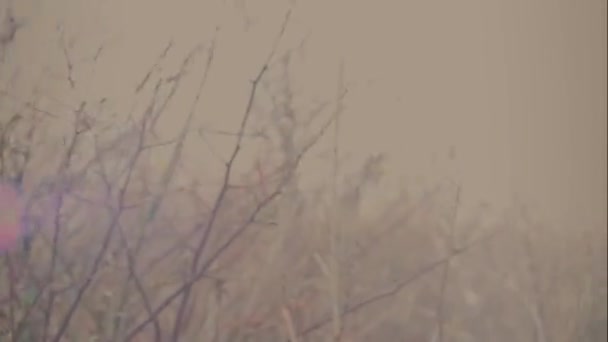 Zon Schijnt Door Het Gras Als Wind Waait — Stockvideo