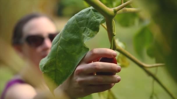 暗い髪の女性は木から新鮮な果物を選ぶ — ストック動画