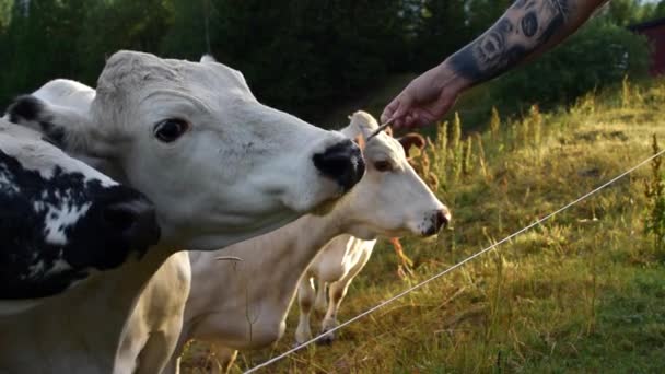 Tetovált Férfi Etetés Egy Svéd Fjaellko Kenyér Naplementében — Stock videók