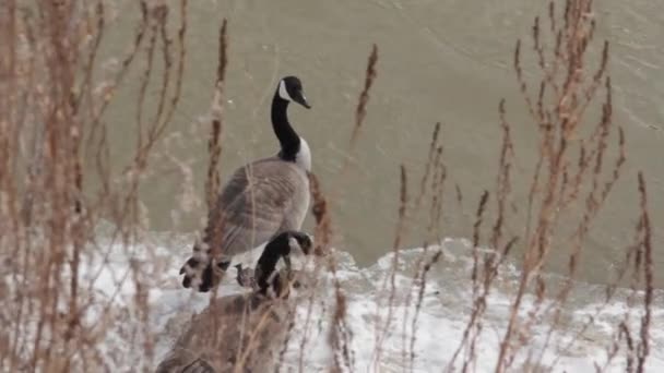 Zwei Kanadagänse Stehen Vor Rauschendem Wasser Die Zweite Gans Nähert — Stockvideo