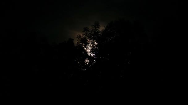 Φεγγάρι Πίσω Από Δέντρα Νύχτα — Αρχείο Βίντεο