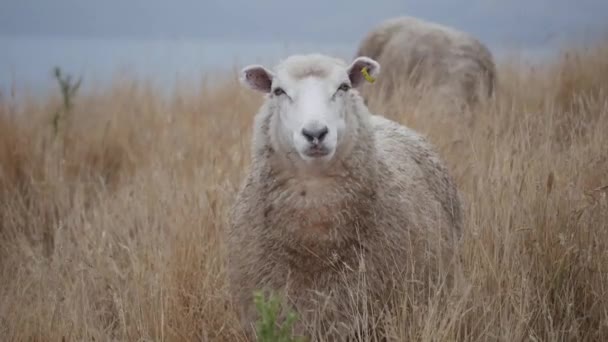 ニュージーランドのフィールド上の羊 — ストック動画