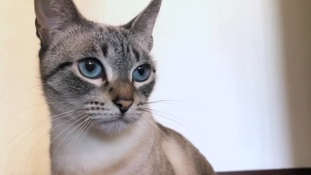 Gato Con Ojos Azules — Vídeo de stock