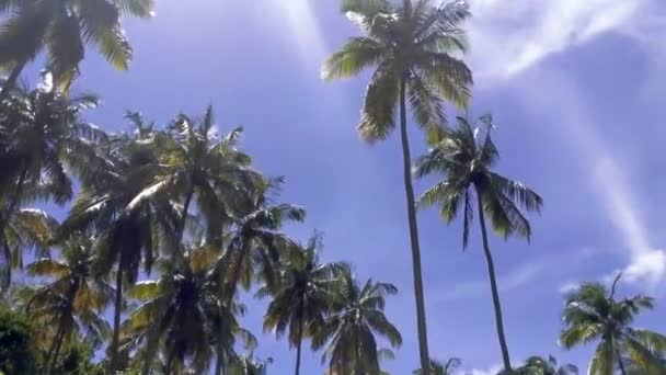 Прогулка Лесу Сент Люсии Привела Нас Этим Потрясающим Кокосовым Пальмам — стоковое видео