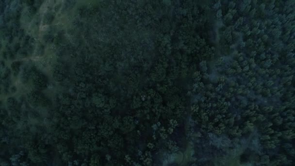 Collina Nella Foresta Piena Alberi Con Drone Rallentatore Registrato — Video Stock
