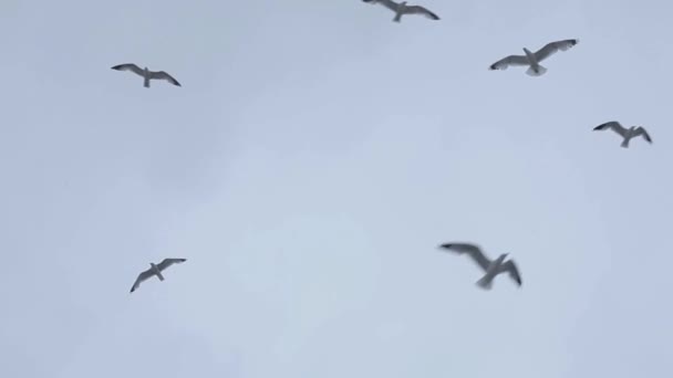 Skrattande Måsar Som Flyger Grey Och Blue Sky Flygande Sjöfåglar — Stockvideo