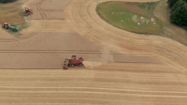 Drone Ujęcie Niektórych Czerwonych Pojazdów Które Zbierają Kukurydzę Dużego Obszaru — Wideo stockowe