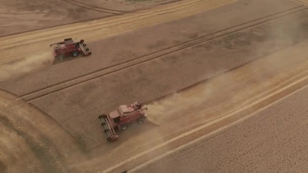 Drone Záběr Některých Červených Vozidel Které Sklízejí Kukuřici Velké Oblasti — Stock video