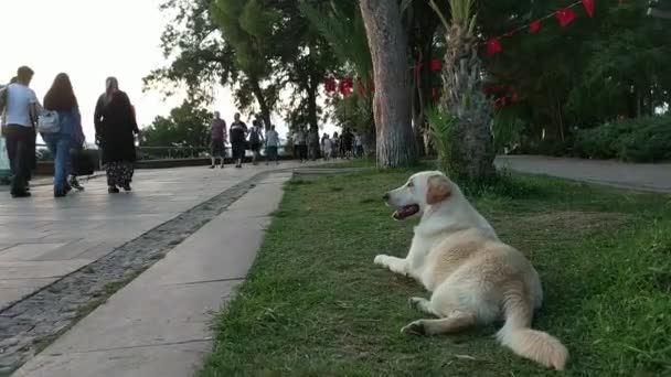 Dog Coastline Street Antalya — Stock Video