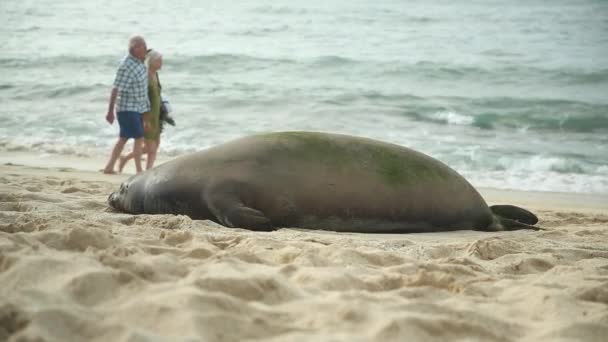 Hawaiian Monk Seal Urla Una Coppia Più Anziana Che Cammina — Video Stock