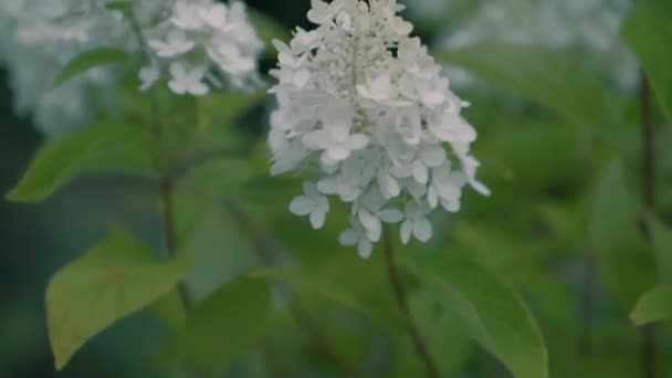 Acercamiento Flores Que Soplan Con Viento Antes Una Tormenta — Vídeos de Stock