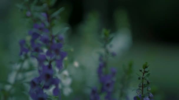 Närbild Blommor Som Blåser Med Vinden Innan Storm — Stockvideo