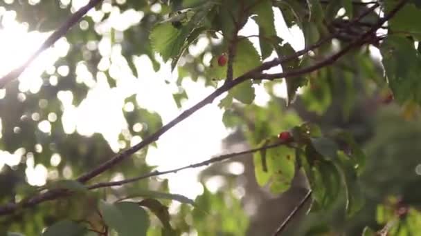 Sol Brilla Través Hojas Verdes Árbol Con Destellos Reflejos — Vídeos de Stock