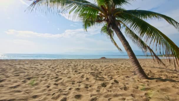 Zicht Het Wilde Zandstrand Met Palmboom Ixtapa Zihuatanejo Mexico — Stockvideo