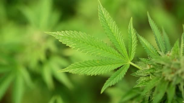Cannabis Plant Leaf Close Shot — Stock Video