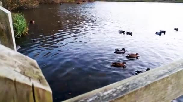 부두에서 가져온 호수에 마리의 오리들을 구경하기 위하여 천천히 — 비디오