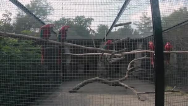 Polónia Varsóvia Zoológico Papagaios Gaiola — Vídeo de Stock