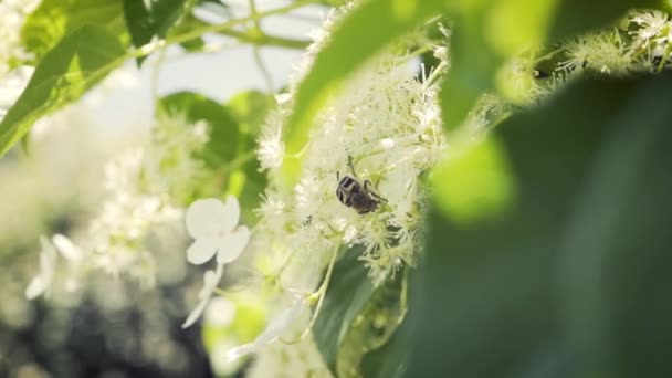 Baharda Güzel Gün Işığında Çiçekleri Keşfeden Bir Böcek — Stok video