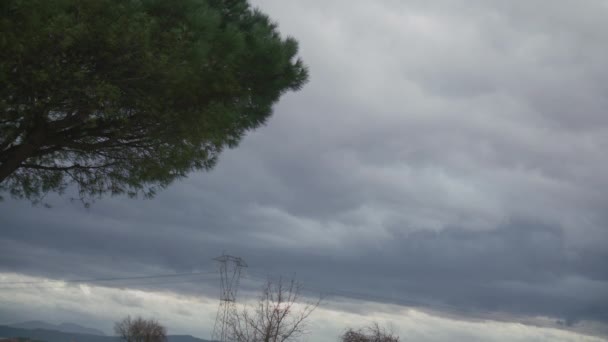 Dennenboom Kroon Bewogen Door Wind Met Snelle Wolken Achtergrond Slowmo — Stockvideo