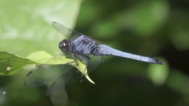 Blaue Libelle Ruht Auf Einem Blatt — Stockvideo