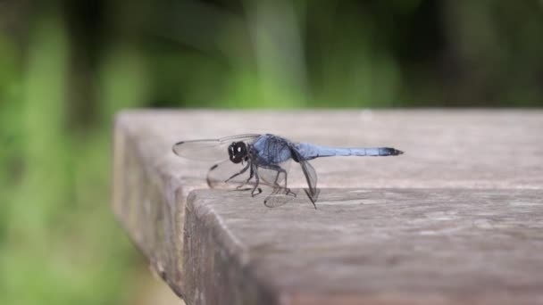 Libélula Azul Descansando Sobre Una Mesa — Vídeos de Stock