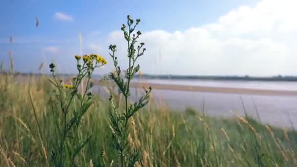 乾燥した草と川を見下ろす黄色の花の4 Kショット — ストック動画