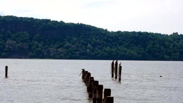 Vodní Ptáci Seděli Kůlu Klidné Jezerní Vodě Poblíž Bujného Zeleného — Stock video