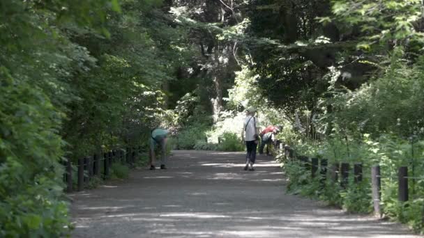 Percorso Attraverso Una Foresta Giapponese — Video Stock