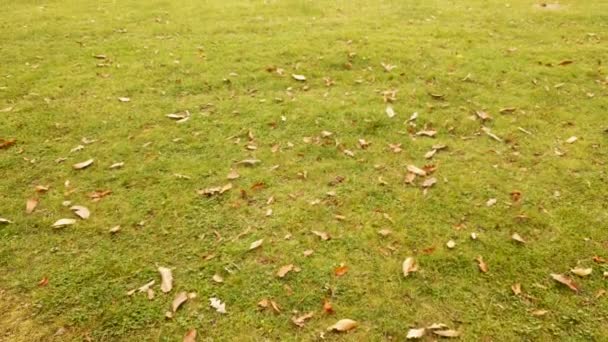 緑のフィールドと茶色の秋の葉を示すギルフォード近くのナショナル トラスト ペットワース ハウスの能力ブラウン パークランドでゆっくりと上昇 — ストック動画