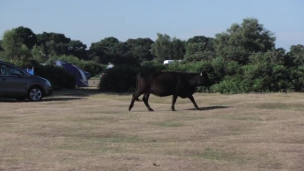 ニューフォレスト サウスイングランドのキャンプ場を歩く牛 晴れた日 — ストック動画
