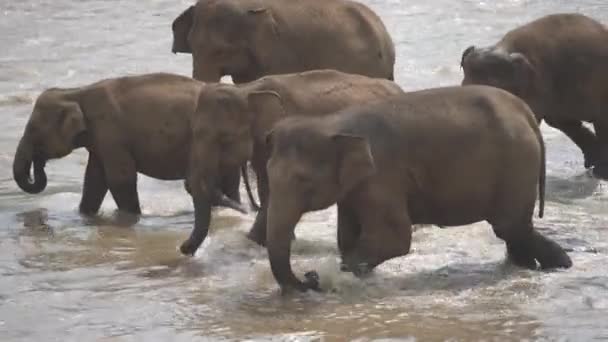 Grupo Elefantes Está Lavando Rio — Vídeo de Stock