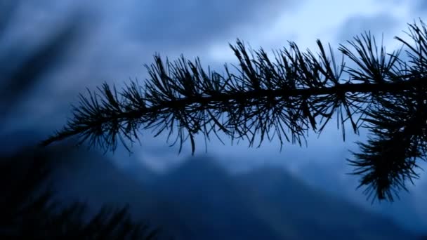 Detalle Del Árbol Valle Aosta — Vídeo de stock