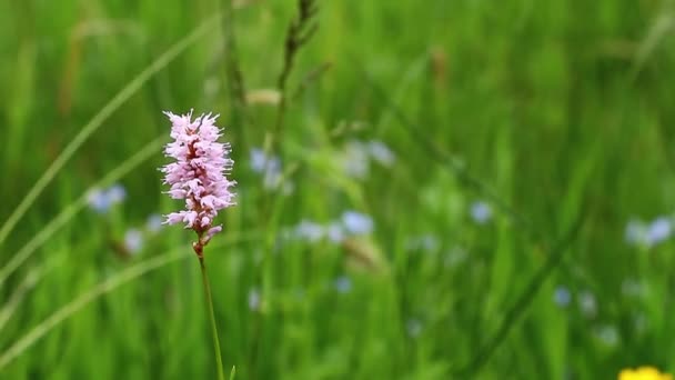 Detail Shot Van Een Bloem Een Veld Met Mooie Bokeh — Stockvideo