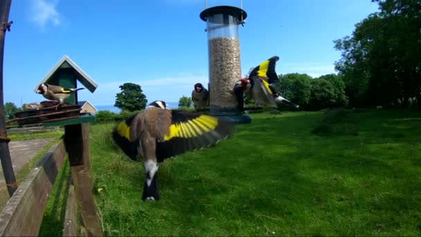 Goldfinch Vechtend Aan Een Tube Pinda Zaad Feeder Aan Een — Stockvideo