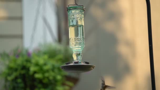 Kolibri Kolibri Etetőnél — Stock videók