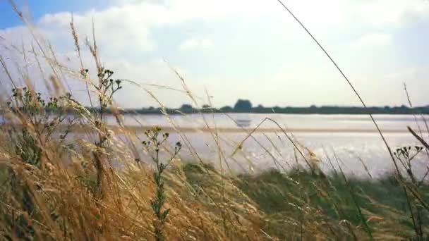 Langsames Schwenken Von Etwas Trockenem Gras Blumen Mit Dem Fluss — Stockvideo