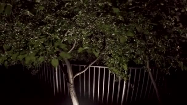 Apple Tree Night — Stock Video