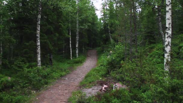 Zwei Kinder Gehen Hinaus Auf Einen Waldweg — Stockvideo