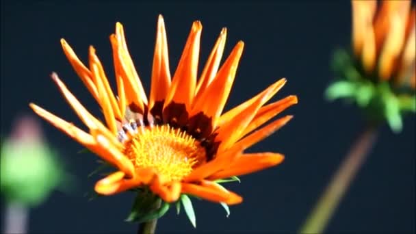 Zeitraffer Der Sonnenblumenblüte Eines Sonnigen Tages — Stockvideo