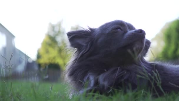 Cabelo Cinza Chihuahua Cão Relaxante Grama — Vídeo de Stock